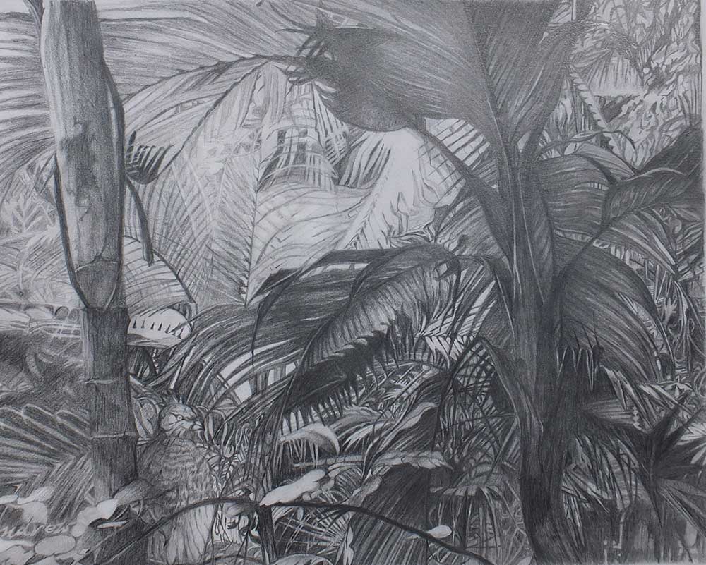 sue andrew