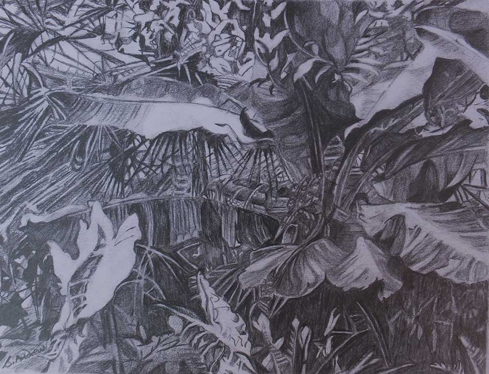 sue andrew