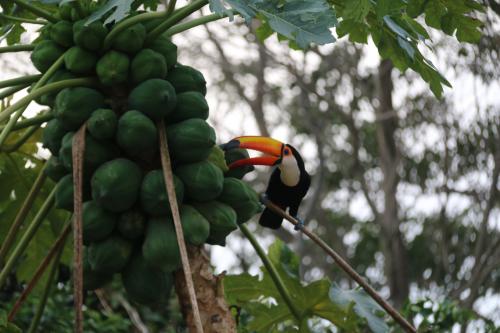 A toucan in Paraguay